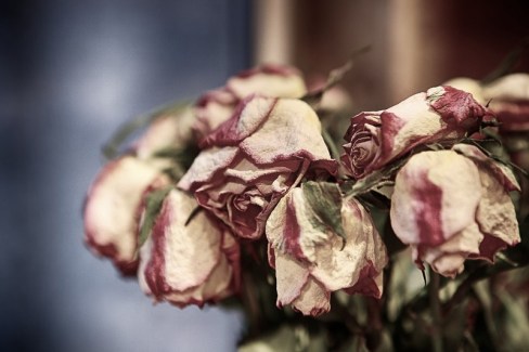 Dried up Roses